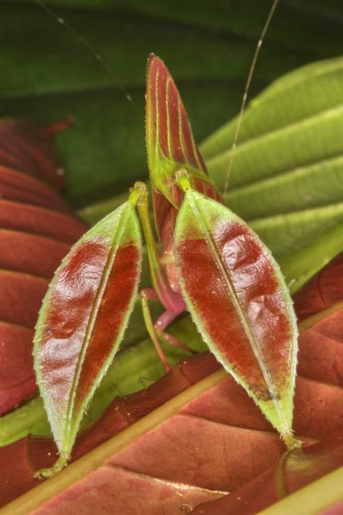 end0skeletal: This spectacular new species of katydid (Eulophophyllum kirki) was discovered in 