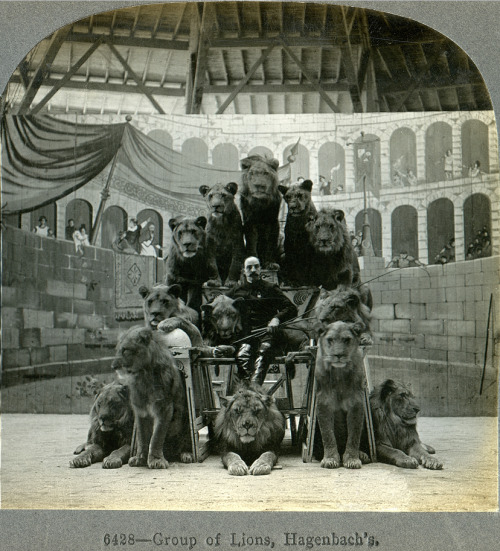 likeafieldmouse:  Russian Circus - The Lion Tamer and His Lions (1905)