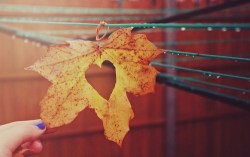 Gathering Leaves