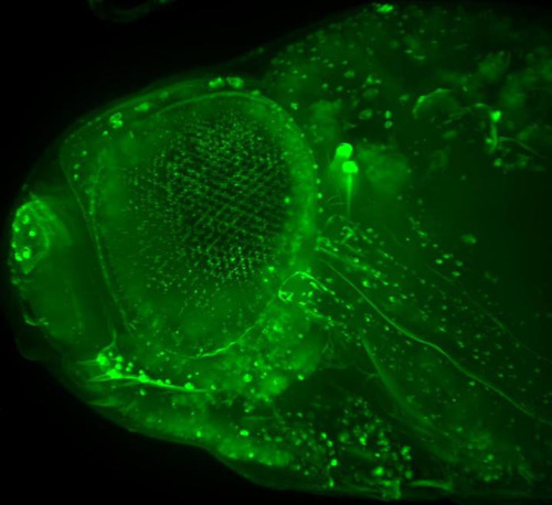 Flies offer insights into motor neuron diseaseALS is one of the most common forms of motor neuron di