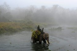 loveonalullaby:A Nepalese mahout guides his elephant across the Rapati River during the Chitwan Elephant Festival on December 29, 2013  sonoanthony