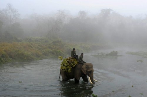 “A Nepalese mahout guides his elephant across the Rapati River during the Chitwan Elephant Festival on December 29, 2013
”