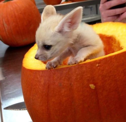 captcreate:everythingfox:Pumpkin gives birth to foxScience has gone too far.