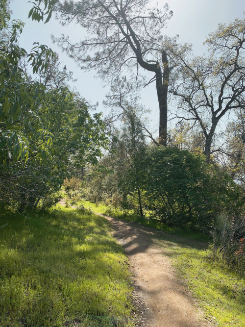 Springtime in Gold Country is just gorgeous. Bright green grass everywhere, oak trees starting to tu