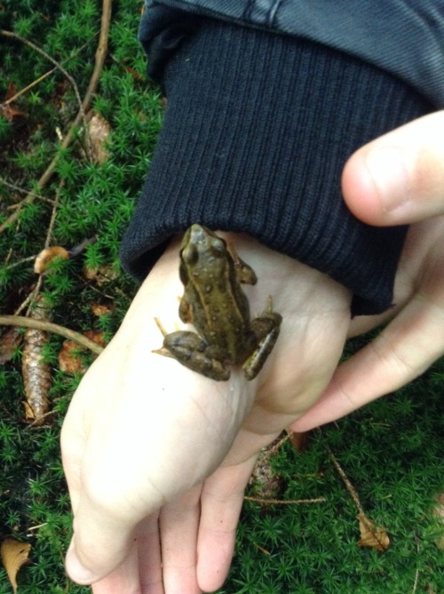 earthmoss:fleur-cerisier:I miss autumn and all the mushrooms.what the frick u have the best adventur