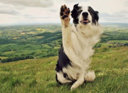 megpricephotography:  Hellooo!  Barney loooves