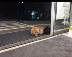 animal-factbook:  Cats, like vampires, require a verbal consent before being able to cross a threshold into someone’s space. We see here three cats waiting to be let inside.