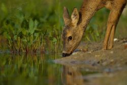 cuiledhwenofthegreenforest:     Drinking