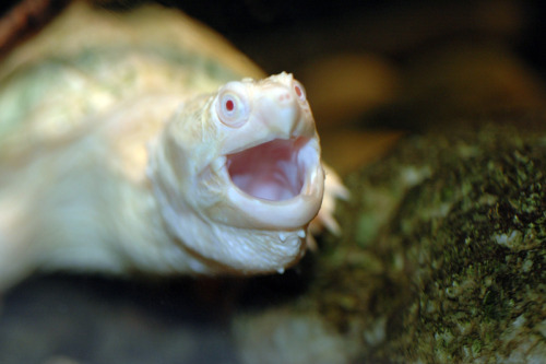 odditiesoflife:  Rare Albino Animals Albinism is a congenital disorder that robs the skin, hair and eyes of color due to lack of pigment. Albino animals are born at great risk when in the wild as they are highly visible to predators. These animals may