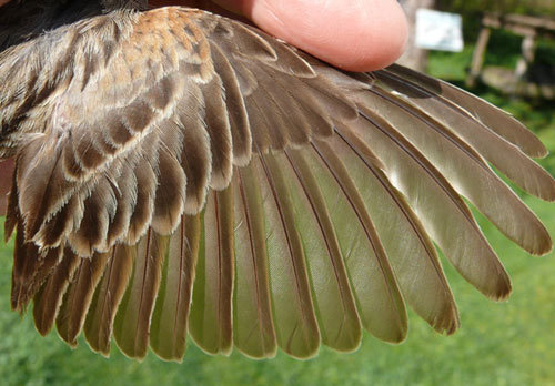 on the topic of the feathers in the Dragons short