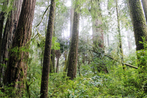 bright-witch: Redwoods in Spring Print Shop 50% of print shop proceeds will be donated to a charity 