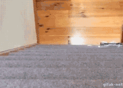 catsdogsgifs: More Funny Gifs here 