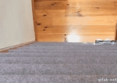 catsdogsgifs: More Funny Gifs here 