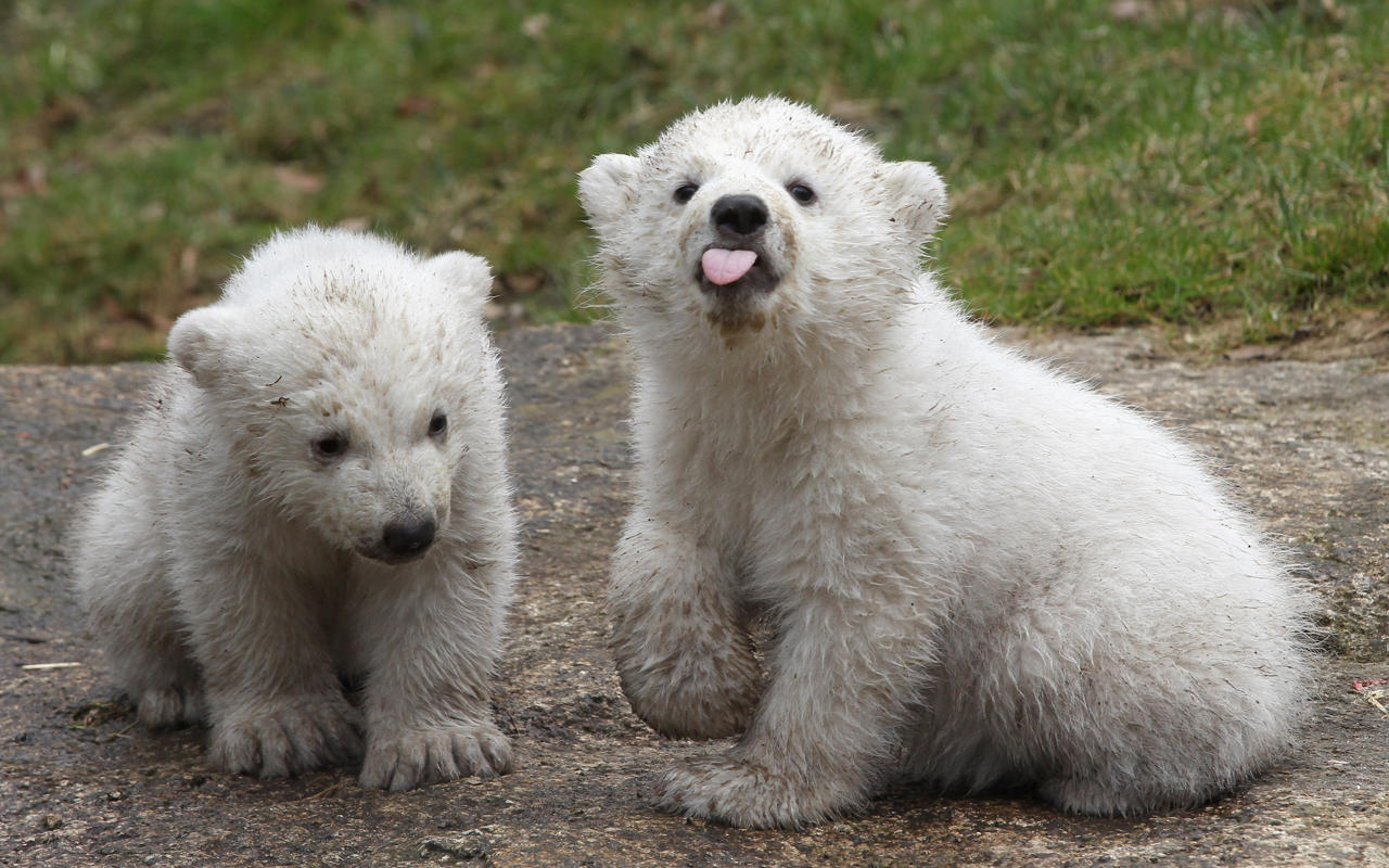 badonlinedaters:Please, for the love of all that is holy, stop using polar bears