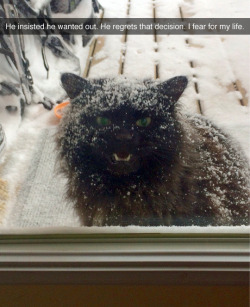 dragondeviant:  tastefullyoffensive:(photo by ichasedragons)  This cat looks like a pissed off Spawn