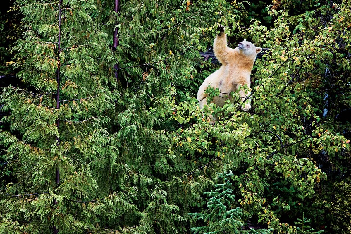 vmagazine:  The Kermode Bear also known as a “Spirit Bear” (particularly to the