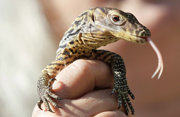 Reptile World