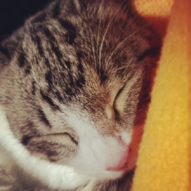 josephliion:  Mi Guatona :B