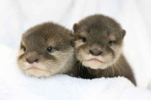 Smug Little Guys.