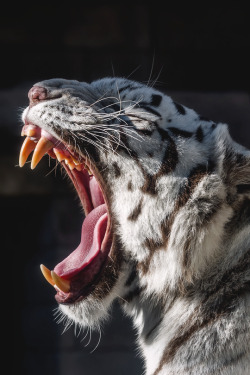 luxuryera:  Bored to DeathPhotographer: Harimau