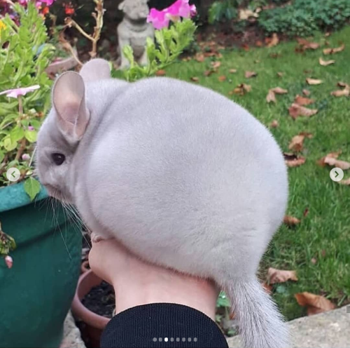 babyanimalgifs:photos via @camerons_chinchillas