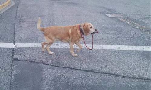 self walking dog