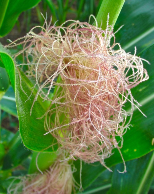 Corn silk coated with tiny droplets.