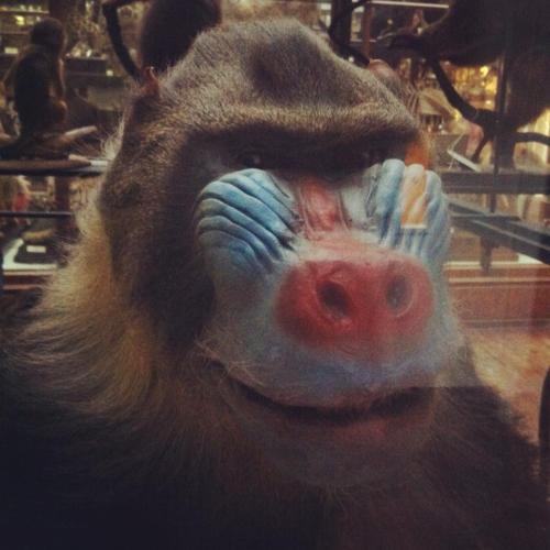 theoddmentemporium:  The Dead Zoo The Natural History Museum of Ireland, sometimes called The Dead Zoo, is a branch of the National Museum of Ireland in Dublin which houses around 10,000 taxidermy specimens from around the world, some of which have since