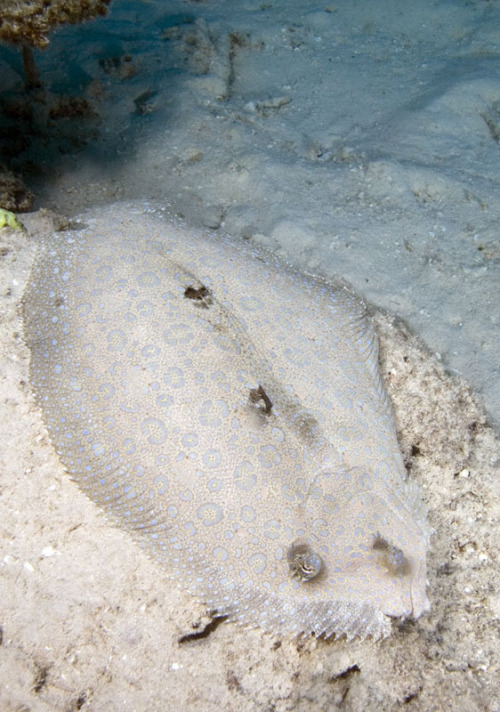 wapiti3:  Bothus mancus Peacock flounder, Matamanoa, Fiji on Flickr. Ryan Photographic - Nature Images from Around the World 