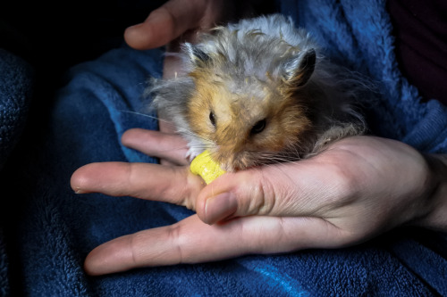 A tousled fluffy boy decided that being handled isn’t as bad as it seemed, oh joy!