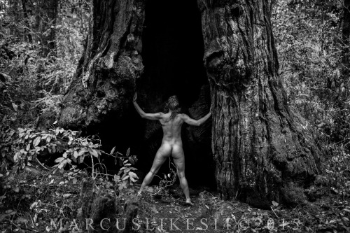 marcuslikesit:  Bound in a Redwood Forest in California Potography and Tying by Marcuslikesit (leave the credits intact when reblogging) 