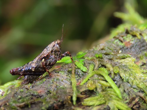 Beasts And Creatures From The Swamp (Notropis Chalybeaus, Alligator Mississippiens, Tettigidea Sp)