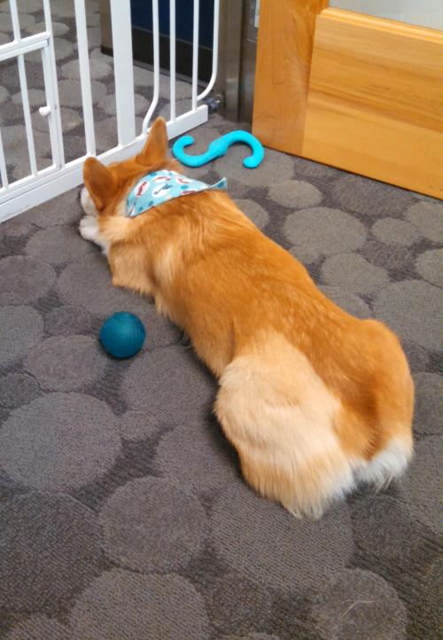 omelettethecorgi:  Corgi loaf, with some porn pictures