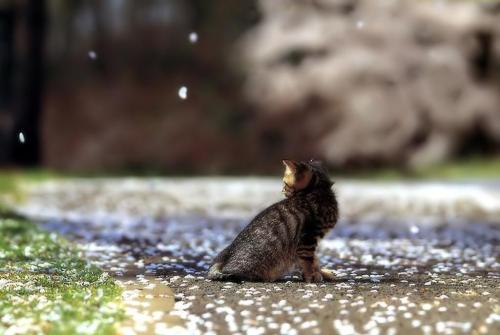 tamorapierce:  The cats were the first to love cherry blossom season 