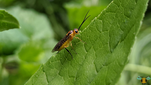 Locust Sawfly - Nematus tibialisWhile researching more into this curious specie of insect, I primari
