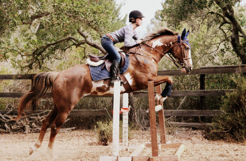 equestrian-perfection:  anyaericksonphotography:  my dad took this picture of cupid and i today &