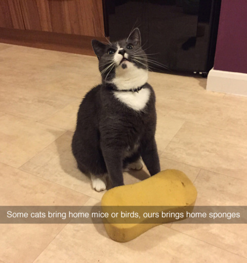 awwww-cute:Hunting instincts on point