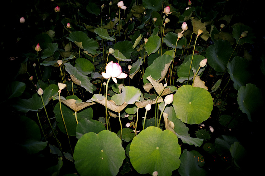 vivian-fu:  Snapshots from LA I’ve been visiting LA once a month for the past three