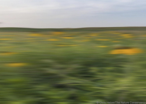 Porn photo nevver:  A Field Guide to Roadside Wildflowers