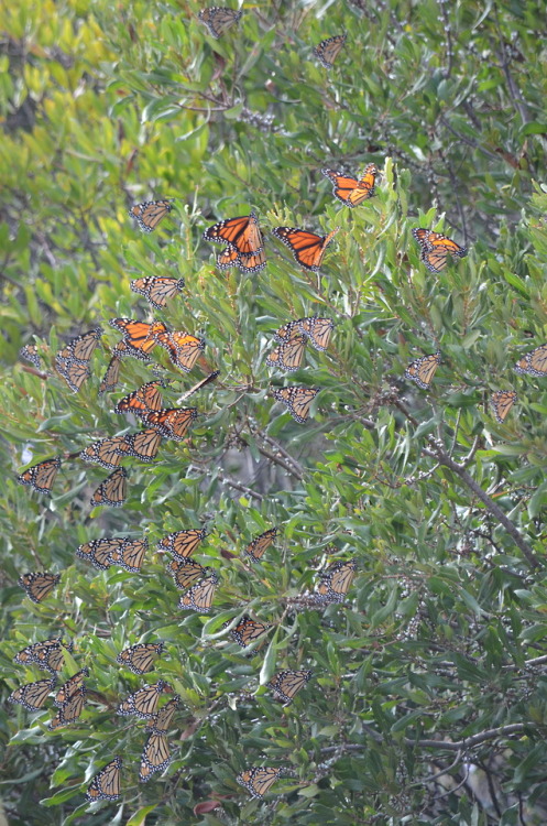 Catching up with a backlog (I had a baby!)These monarchs were seen in Cape May back in September 201