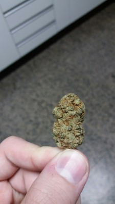 erotic-maryjane:  dopeassthings:  Last nug of cinderella 99… it was nice to meet you    ..lol :)  Cinderalla 99&rsquo;? Damn&hellip;never even seen that stuff&hellip;rare beyond rare