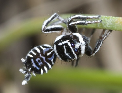 sixpenceee:Two new species of peacock spiders have been discovered in southeast Queensland, Australia, one appearing with vivid reds and blues while the other’s details exist in stark black and white. Peacock spiders, named after their bright patterns