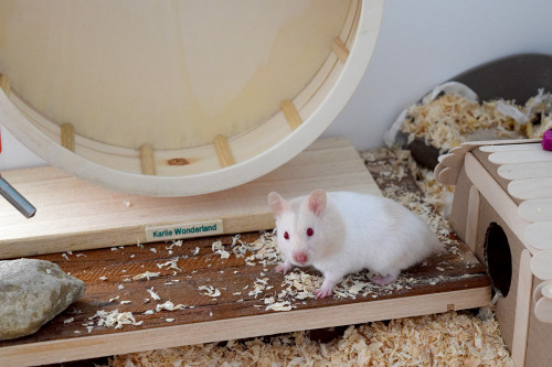 This is Popcorn, my syrian hamster. I decided to make a blog for her because she’s just too cute and