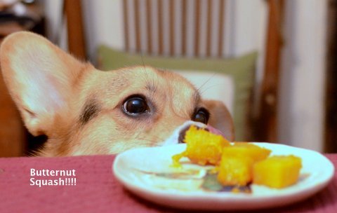corgiaddict:  iothecorgi:  Butternut squash!  GO IO!