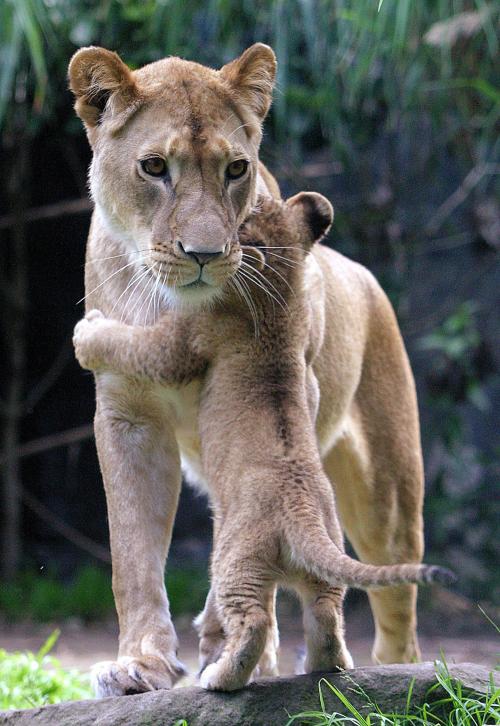 magicalnaturetour:  Photo: DAVID HANCOCK/AFP/Getty Images ~ Hugging mom 
