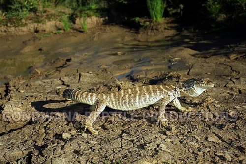 XXX reptilesrevolution:  Spencer’s Monitor photo