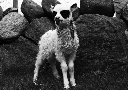 bridgettblaah: eyesofjupiter: reneeruinseverything: Norwegian sheep born with corpsepaint www