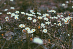 peaceful-moon:  oix:  daisies by ardademirel on Flickr.  ☮ nature aฏ๎๎๎๎๎๎๎๎๎๎๎๎๎๎๎๎๎๎๎๎๎๎d good vibes ☾