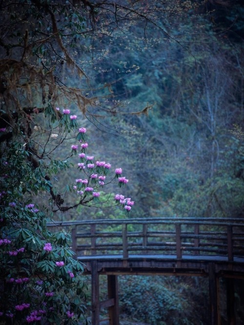 fuckyeahchinesegarden:  Rhododendrons by a creek in the mountains 