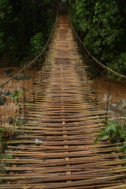 plasmatics-life:  plasmatics: { Jungle Bridge } x Tejan A Momin 